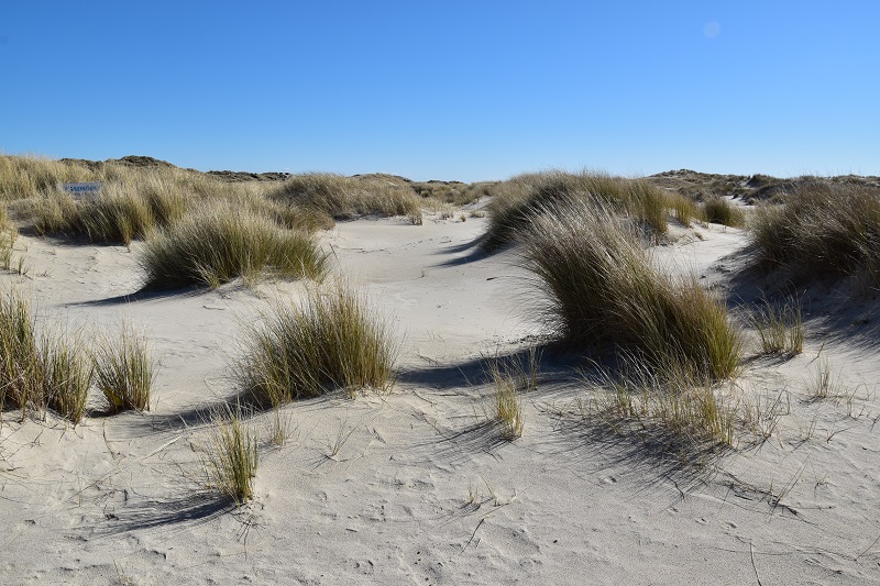 Amrum