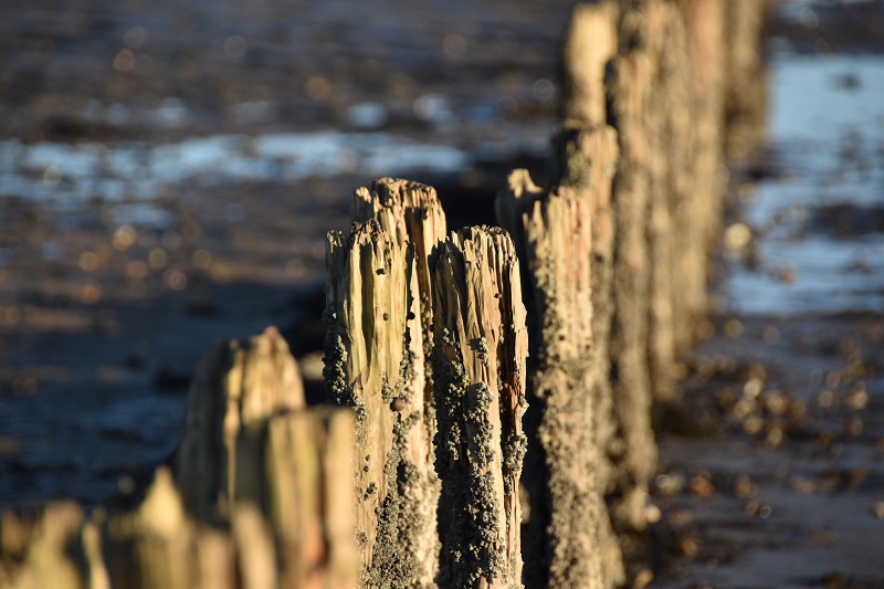 Amrum