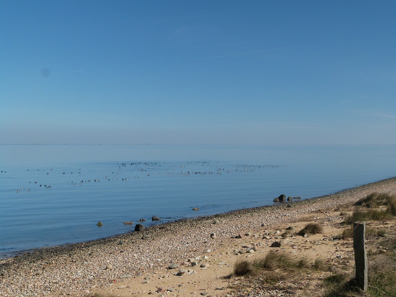 Amrum