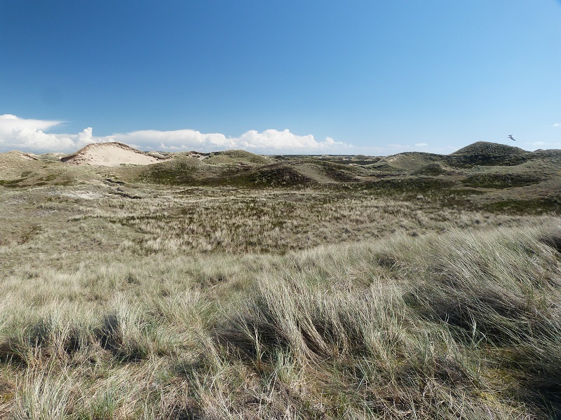 Amrum